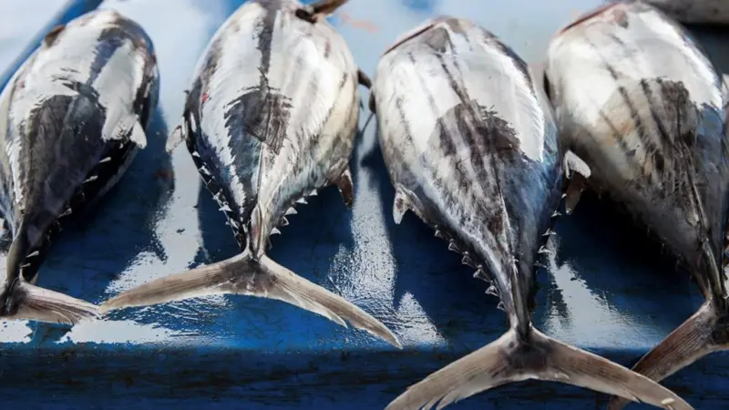 Skipjack tuna