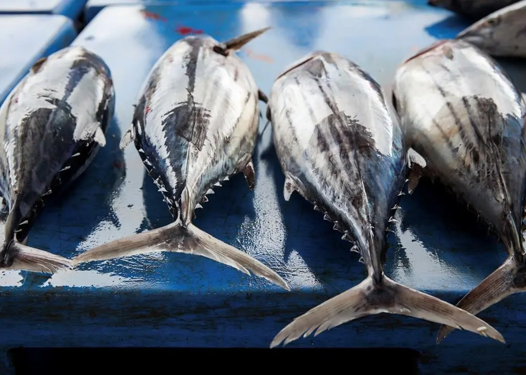 Skipjack tuna