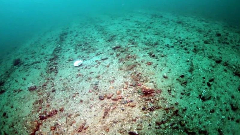 Seabed two hours after dredging showing the devastation caused by bottom trawling. Just one single mollusc remains