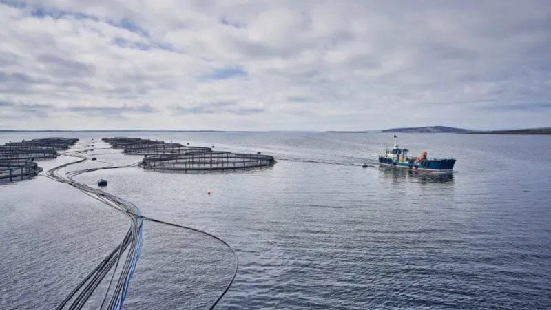 Salmon farming