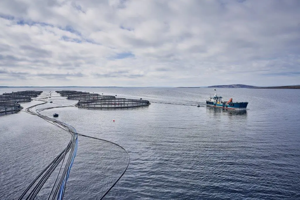 Salmon farming