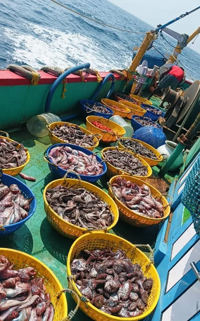 Baskets of fish on board a fishing vessel at sea