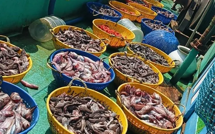 Baskets of fish on board a fishing vessel at sea