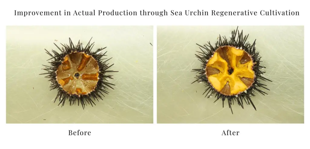 Sea urchin regeneration and cultivation project
