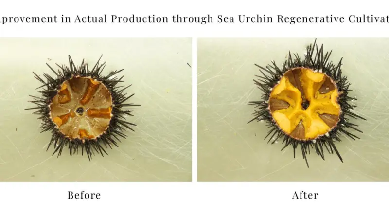 Sea urchin regeneration and cultivation project