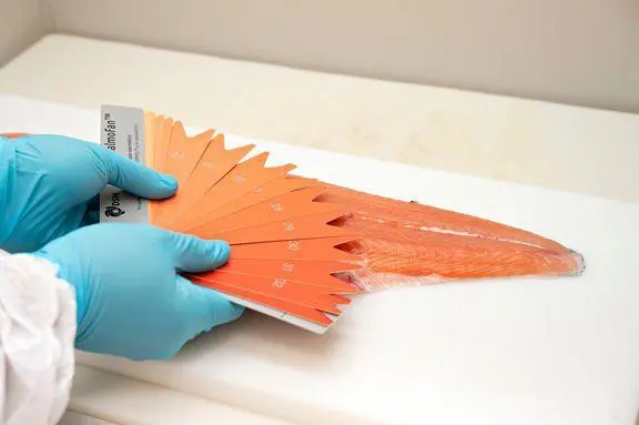 Nofima salmon study