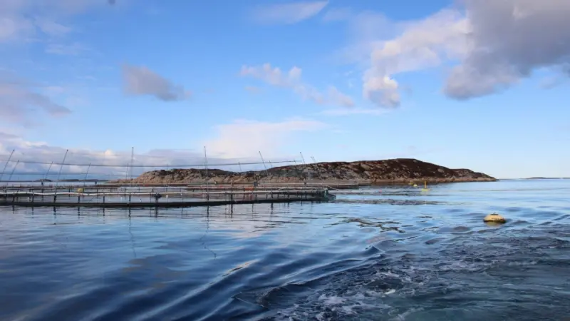 Norcod farming site