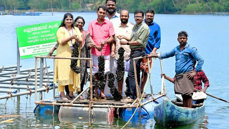 Kodungallur mussel harvest