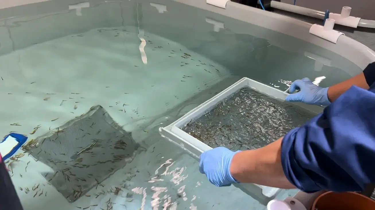 tiny salmon in a land-based facility