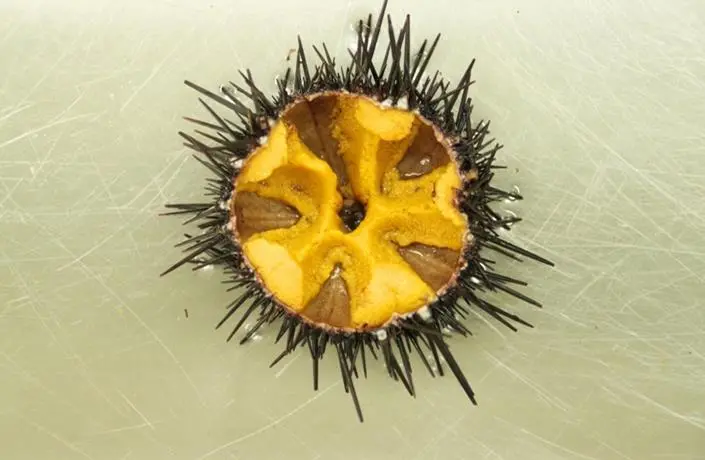 Sea urchin aquaculture project