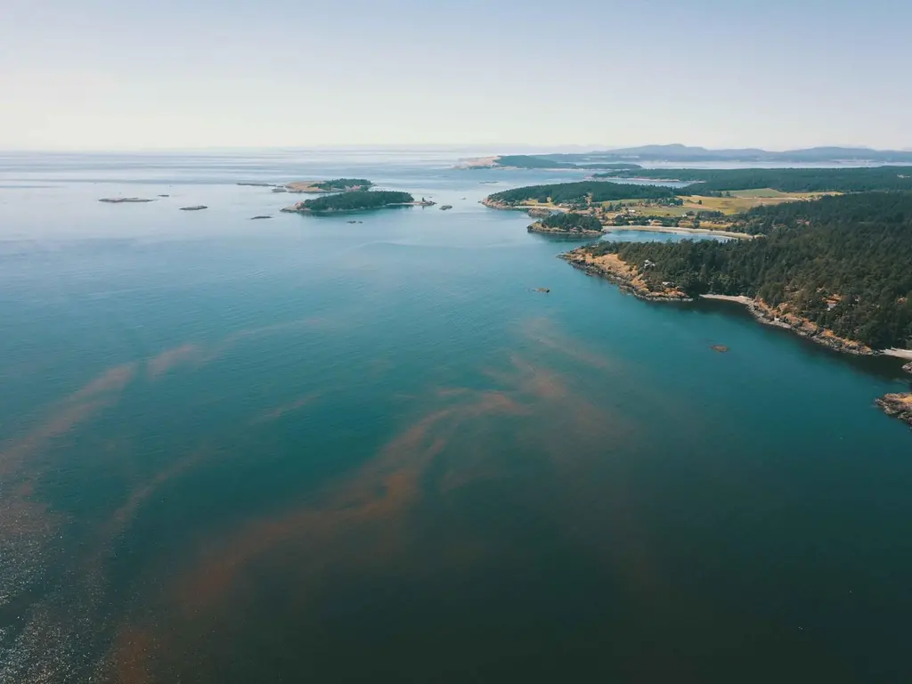 Algal Bloom