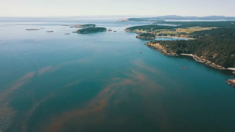 Algal Bloom