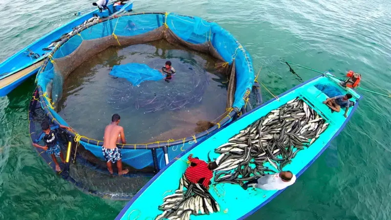 India cage fish farming