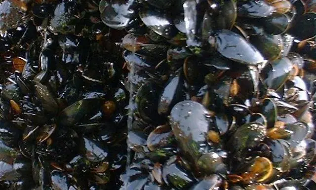 Scottish rope-grown mussels