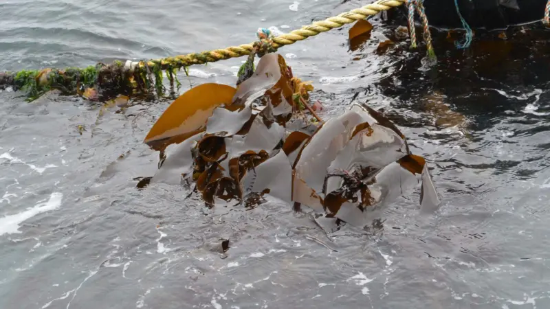 UK seaweed farming