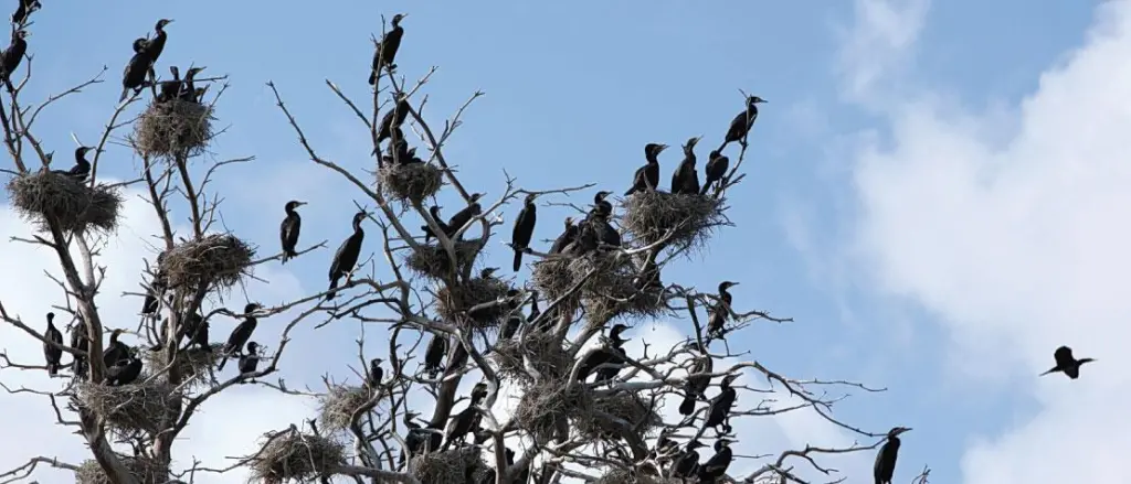 Great cormorants in a tree