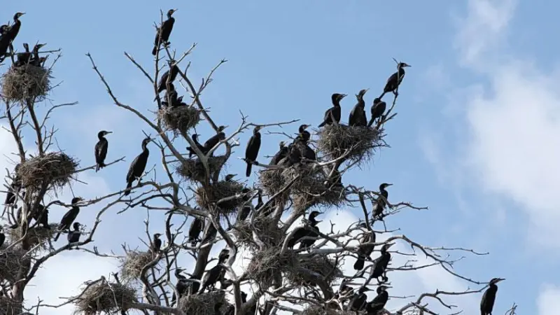 Great cormorants in a tree