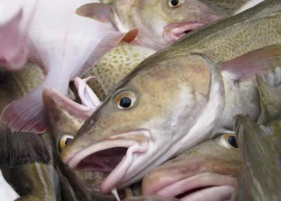 Fisheries
