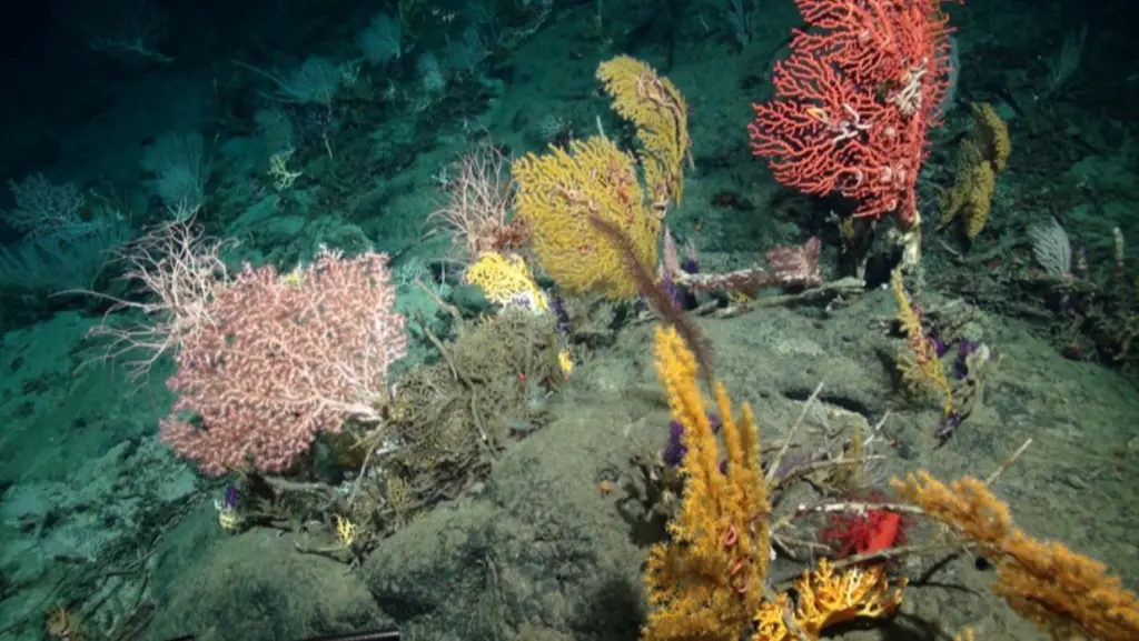 Seabed showing marine flora