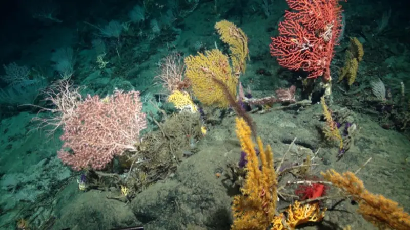 Seabed showing marine flora
