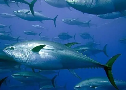 tuna fish