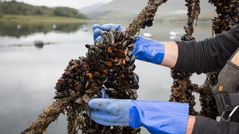 UK mussels