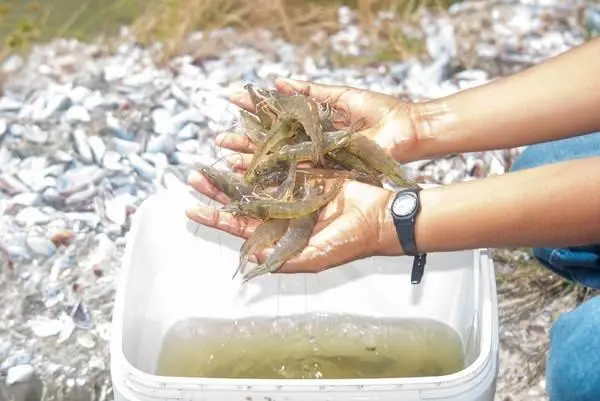 Shrimp harvest at AGRIMINGOLD SA’s farm in Ecuador
