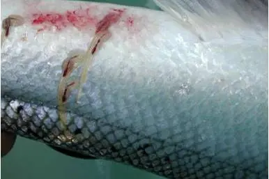 The photo shows an image of sea lice on salmon