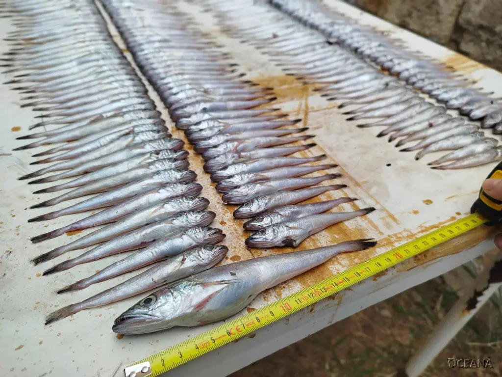 undersized hake