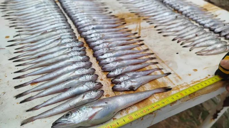 undersized hake