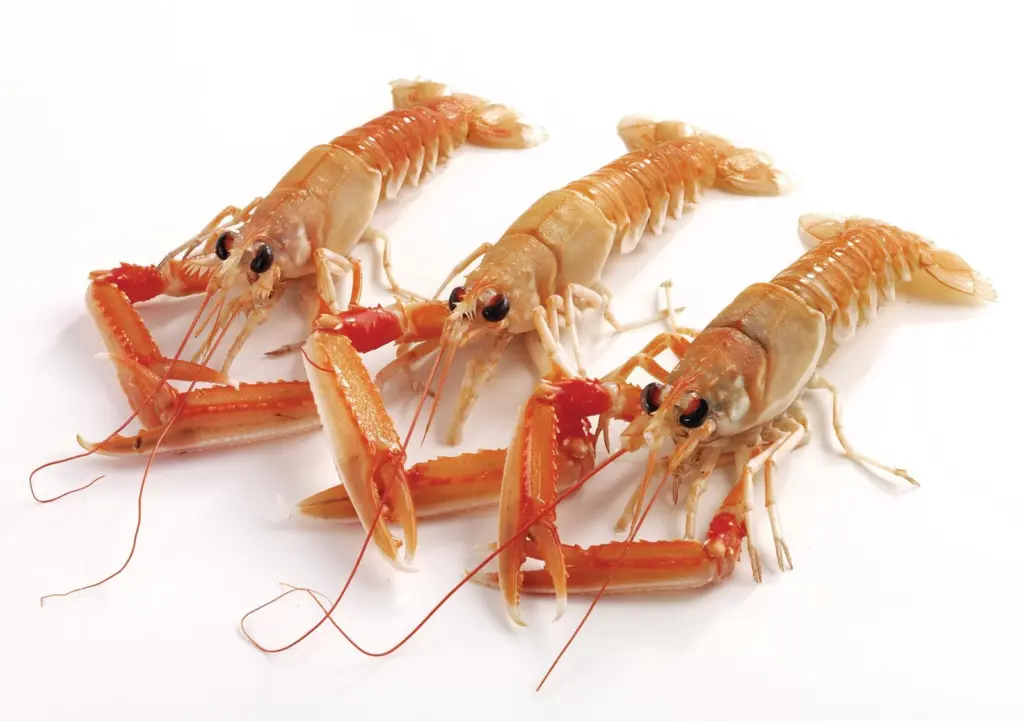 Nephrops/Langoustines