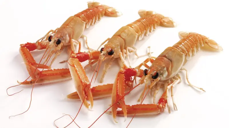Nephrops/Langoustines