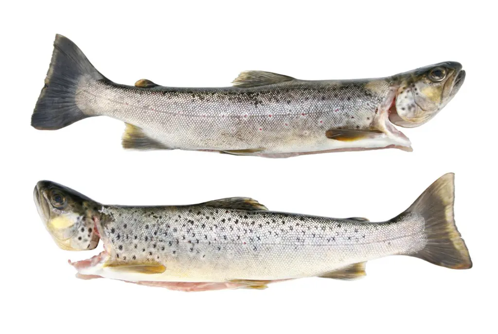 European trout