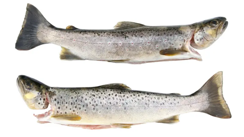 European trout