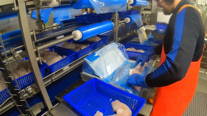 Onboard cod processing