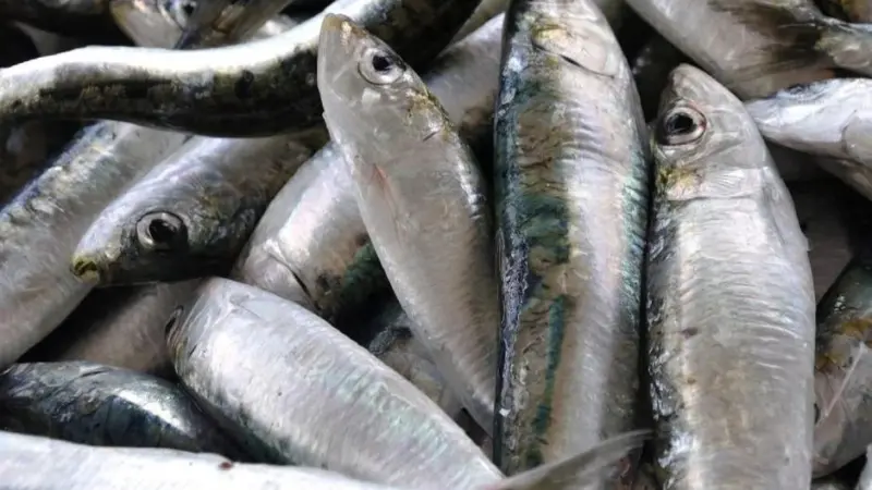 Iberian sardines