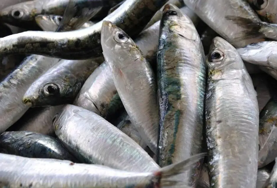 Iberian sardines