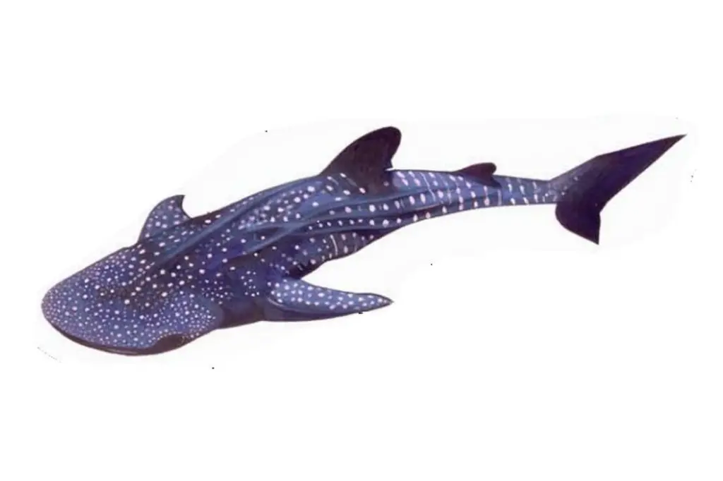 whale shark
