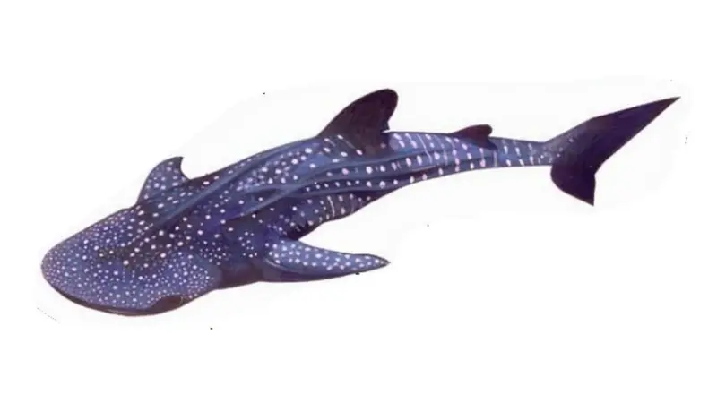 whale shark