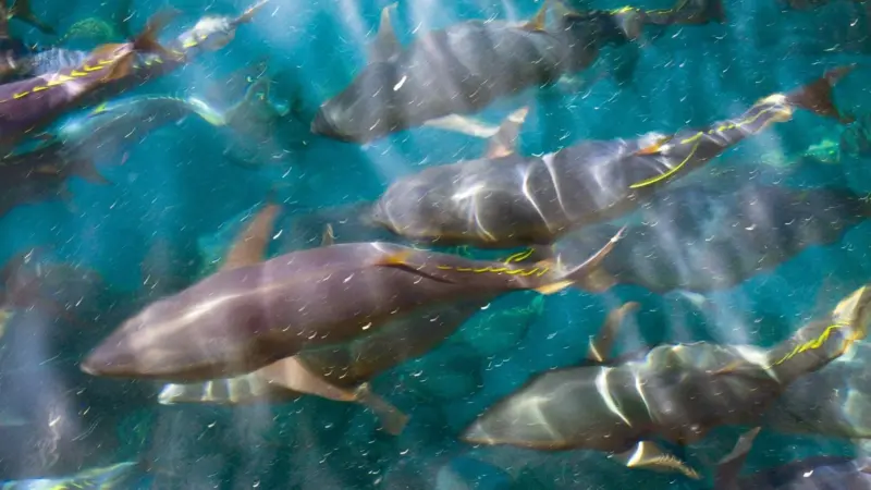 Atlantic bluefin tuna