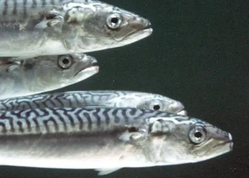 Iceland mackerel