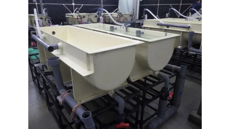 Eel production tank