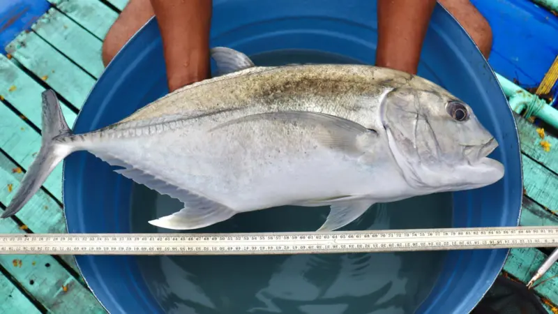 Giant trevally with measuring strip being held over a blue bucket of water