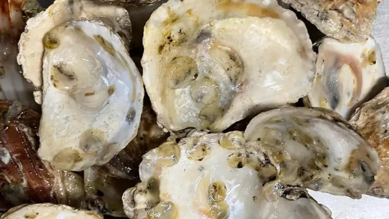 The image shows a close up of flat oysters