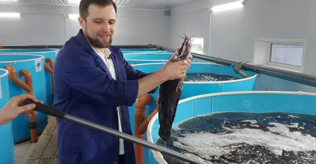 Sturgeon farming