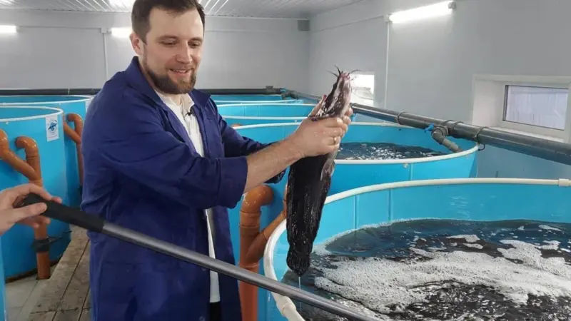 Sturgeon farming