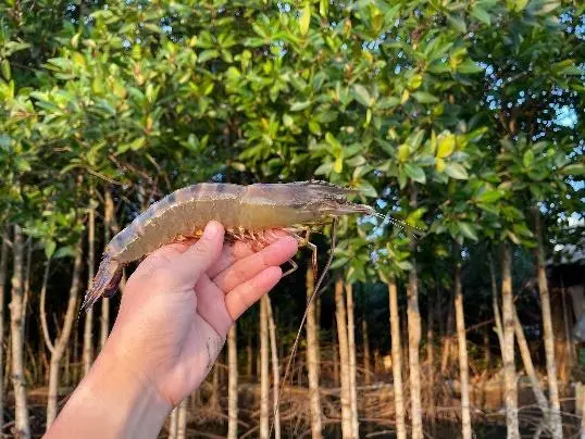 Vietnamese black tiger shrimp