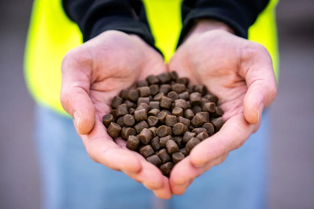 The picture shows a pair of hands shaped light a heart holding fish feed