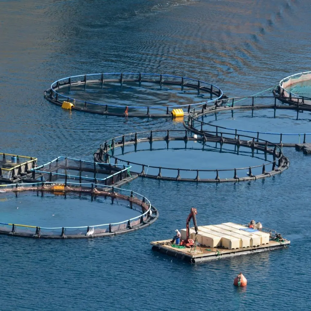 Salmon farm pens at sea