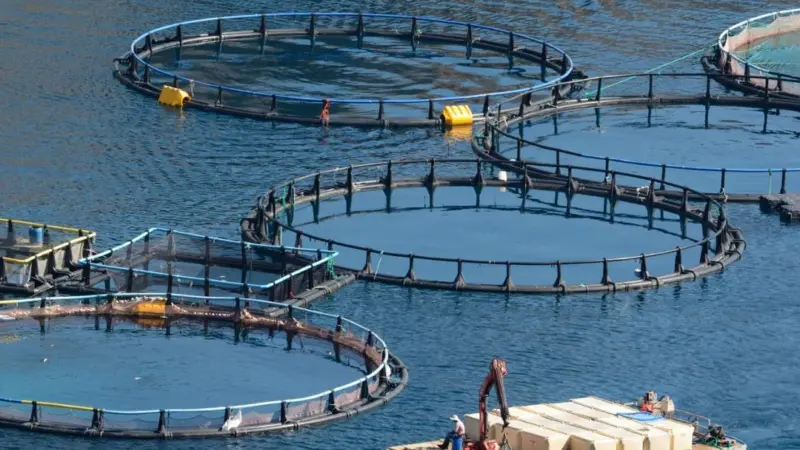 Salmon farm pens at sea